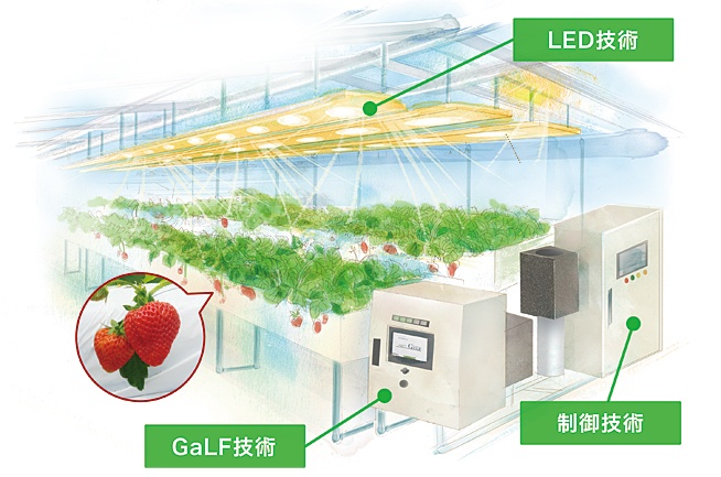 太陽光併用型　植物工場　栽培システム
